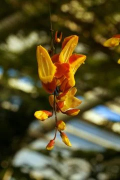 Orchid Stock Photos