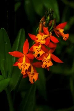Orchid Stock Photos
