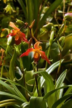 Orchid Stock Photos