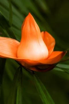 Orchid Stock Photos