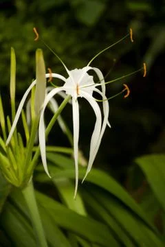 Orchid Stock Photos