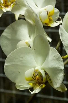 Orchid Stock Photos