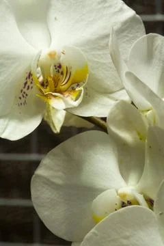 Orchid Stock Photos