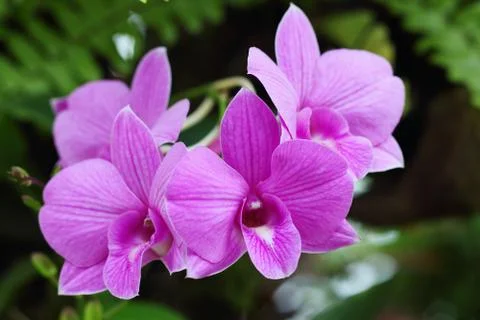 Orchid Foto stock