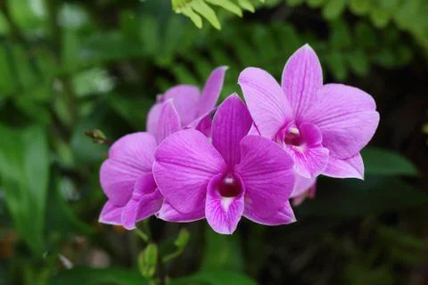 Orchid Stock Photos