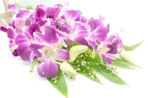 Orchid Stock Photos
