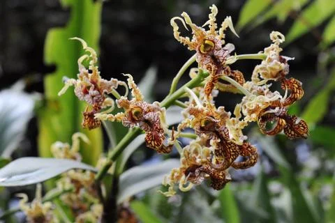 Orchid Foto stock