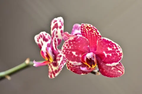 Orchid. Stock Photos