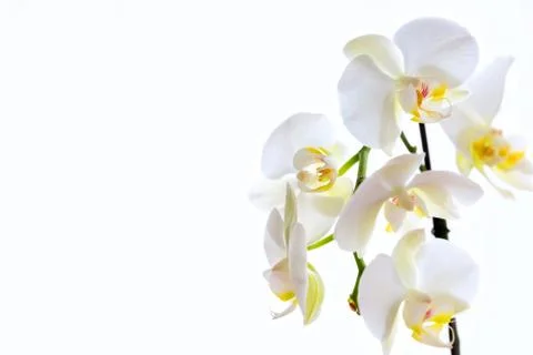 Orchid Stock Photos