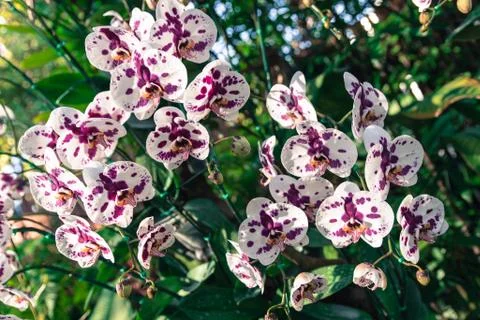Orchid Stock Photos
