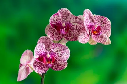 Orchid Stock Photos
