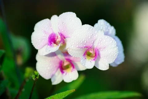 Orchid Stock Photos