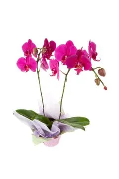 Orchid Stock Photos