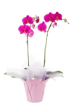 Orchid Stock Photos