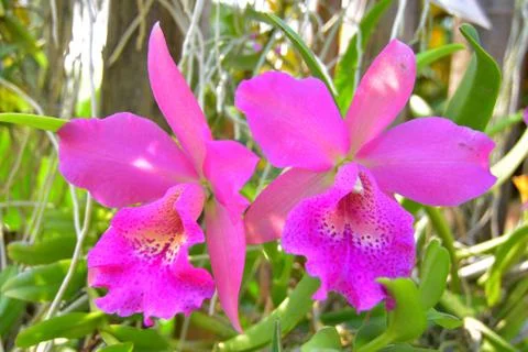 Orchid Stock Photos