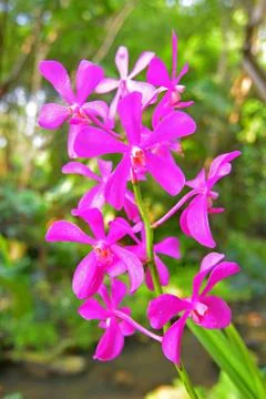 Orchid Stock Photos