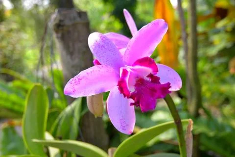 Orchid Stock Photos