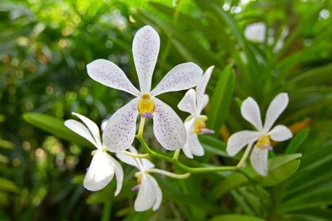 Orchid Stock Photos