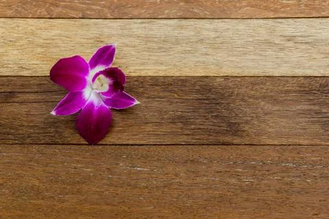 Orchid 스톡 사진