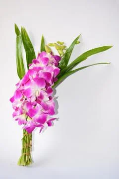Orchid Stock Photos