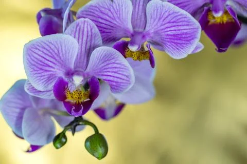 Orchid Stock-Fotos