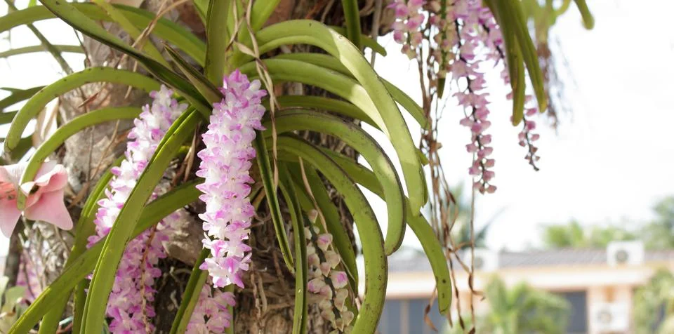 Orchid Stock Photos
