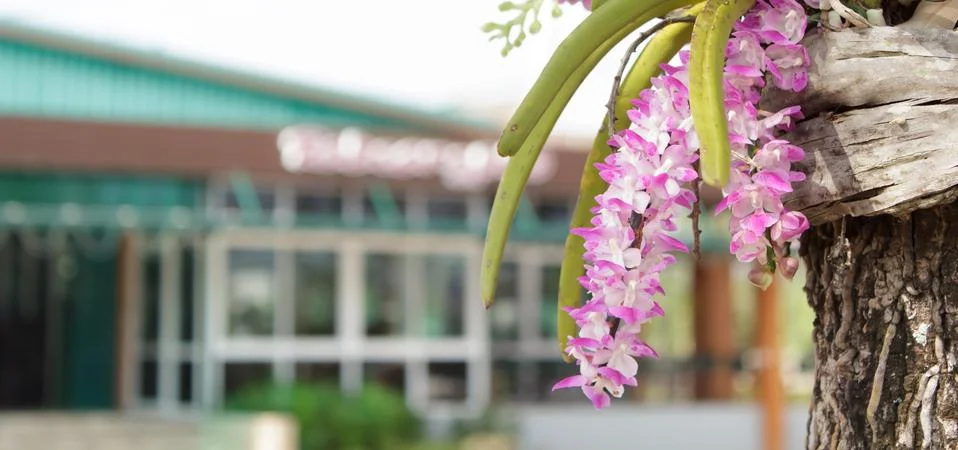 Orchid Stock Photos