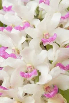 Orchid Stock Photos