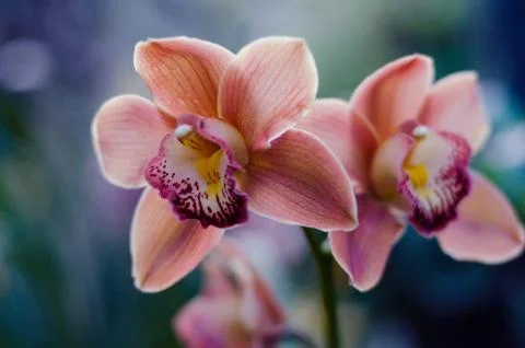 Orchid Stock Photos