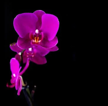 Orchid Stock Photos
