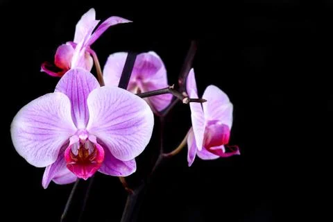 Orchid Stock Photos