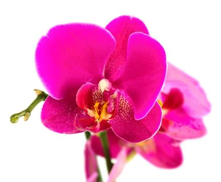 Orchid Stock Photos