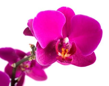 Orchid Foto stock