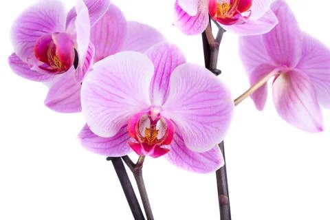 Orchid Stock Photos