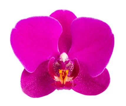 Orchid Stock Photos
