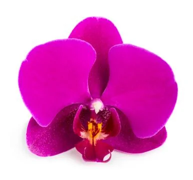 Orchid Stock Photos