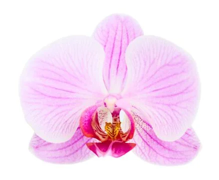 Orchid Stock Photos