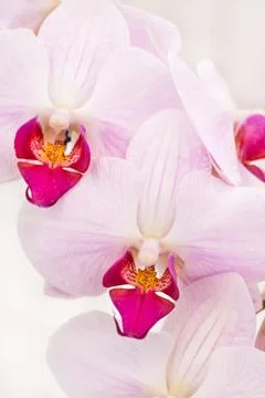 Orchid Stock Photos