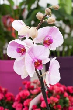Orchid Stock Photos