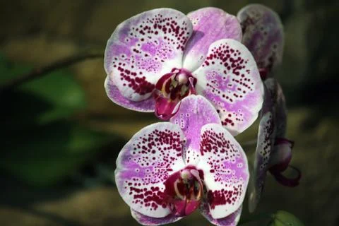 Orchid 写真素材