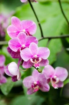 Orchid Stock Photos