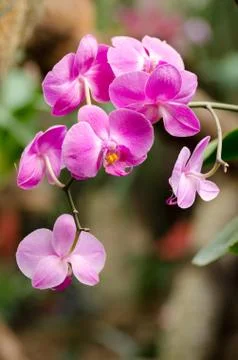 Orchid Stock Photos