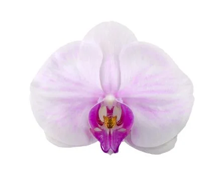 Orchid Stock Photos