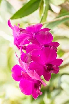 Orchid Foto stock