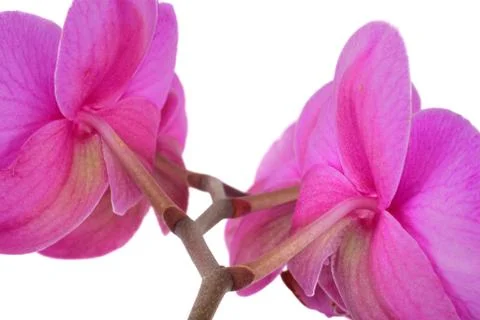 Orchid Stock Photos