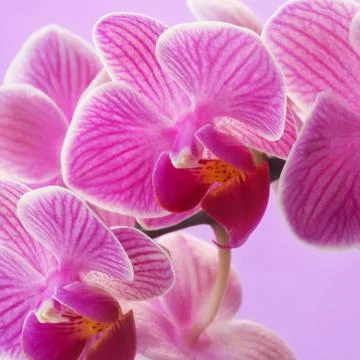 Orchid Stock Photos