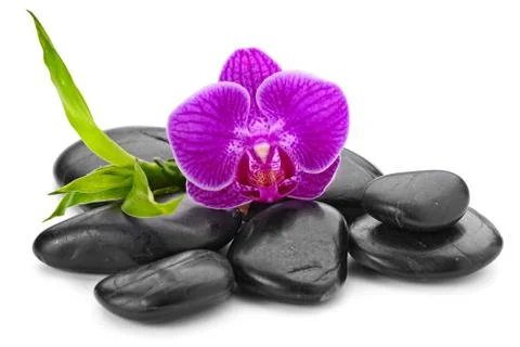 Orchid Stock Photos