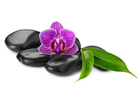 Orchid Stock Photos
