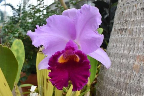 Orchid Stock Photos