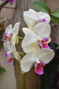 Orchid Stock-Fotos